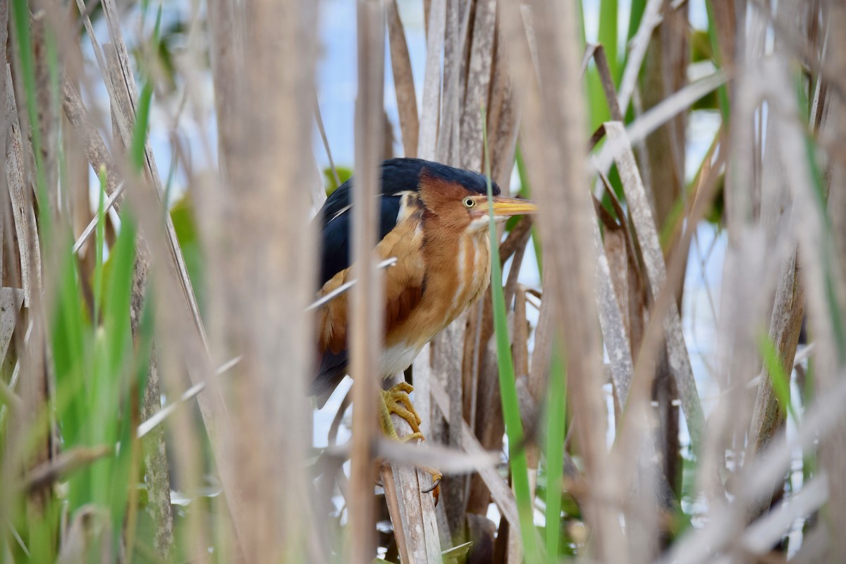 Least Bittern - ML340639701