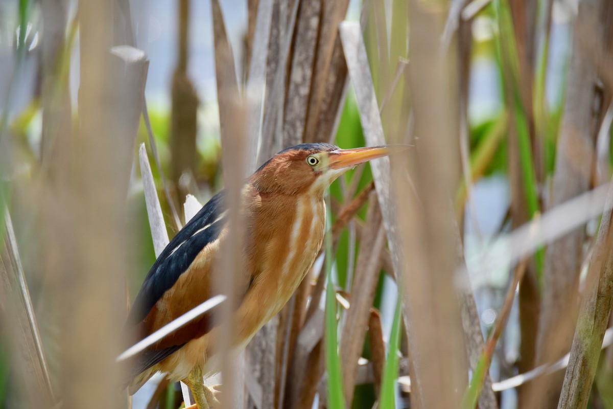 Least Bittern - ML340639731