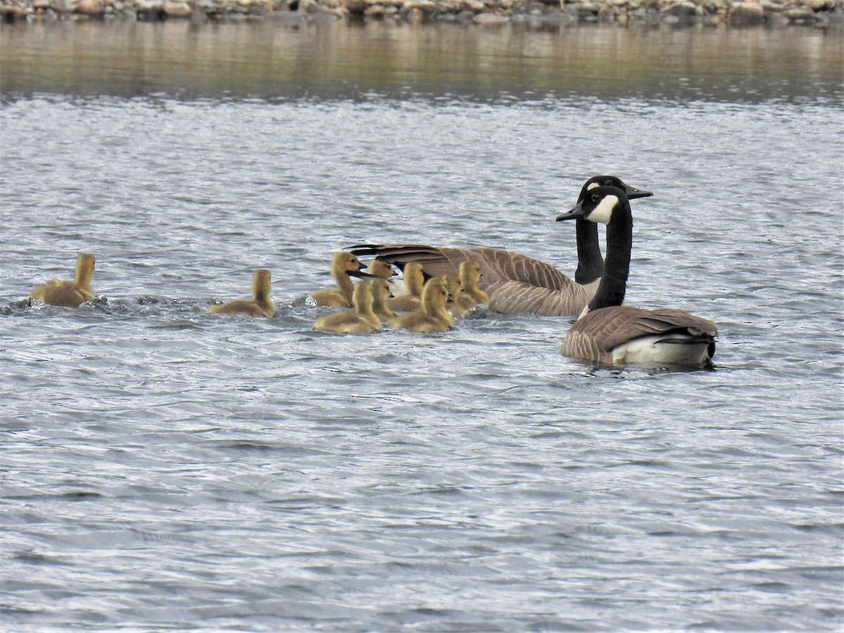 Canada Goose - ML340640081