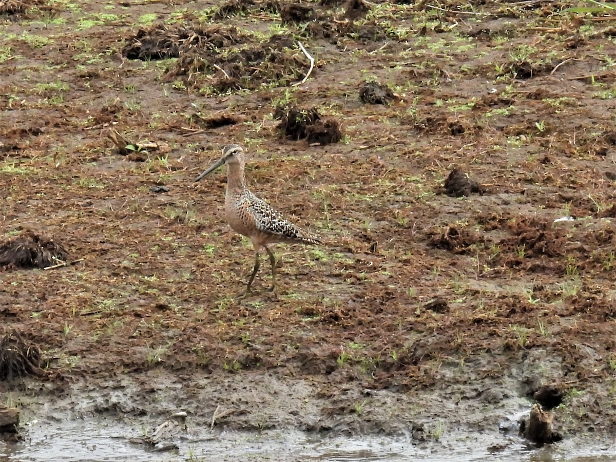 Long-billed Dowitcher - ML340640181