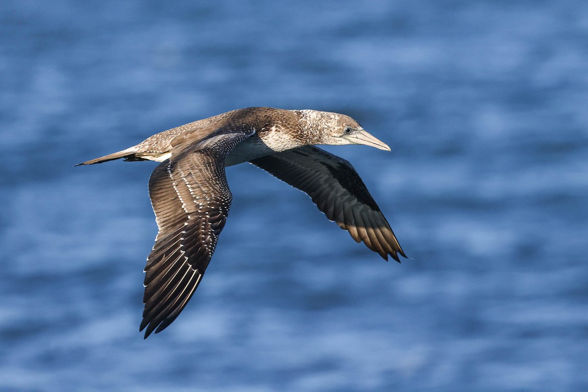 Australasian Gannet - Ged Tranter