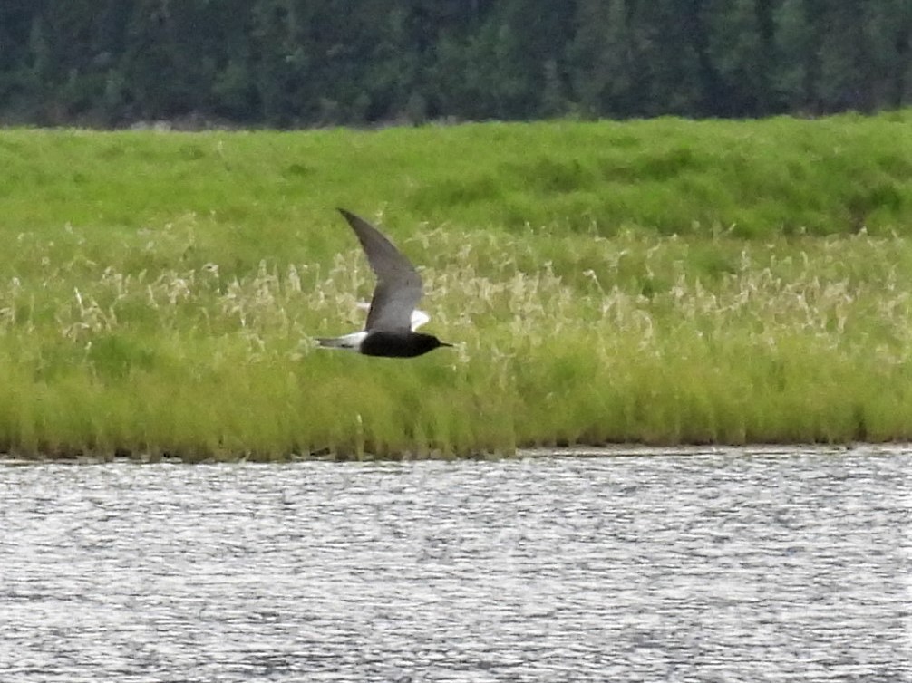 Black Tern - Don Manson