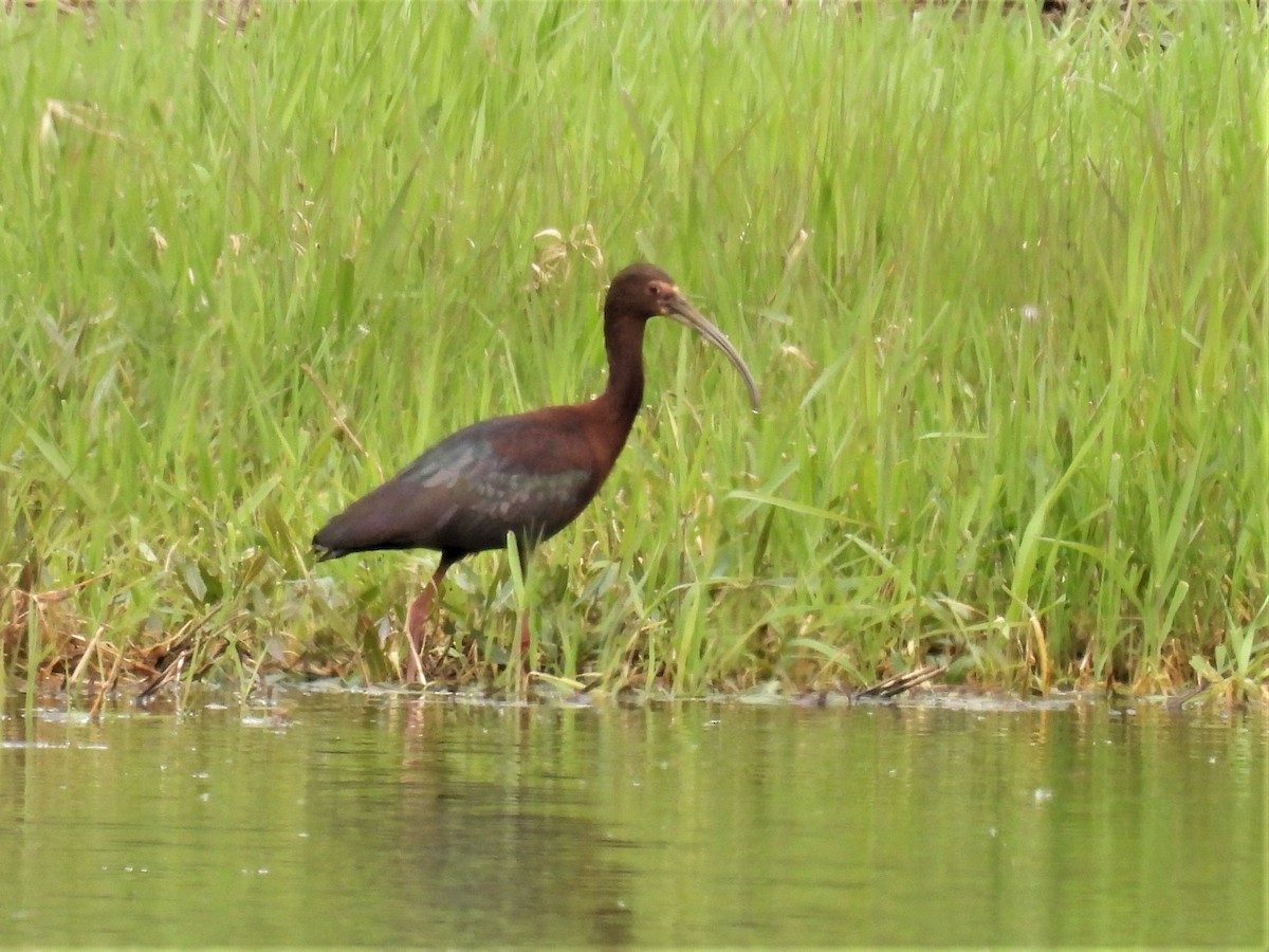 Ibis à face blanche - ML340640441