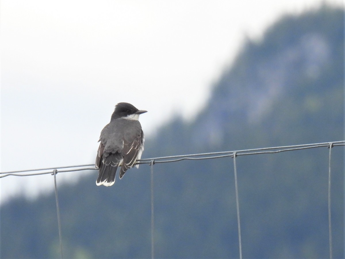 Eastern Kingbird - ML340640521