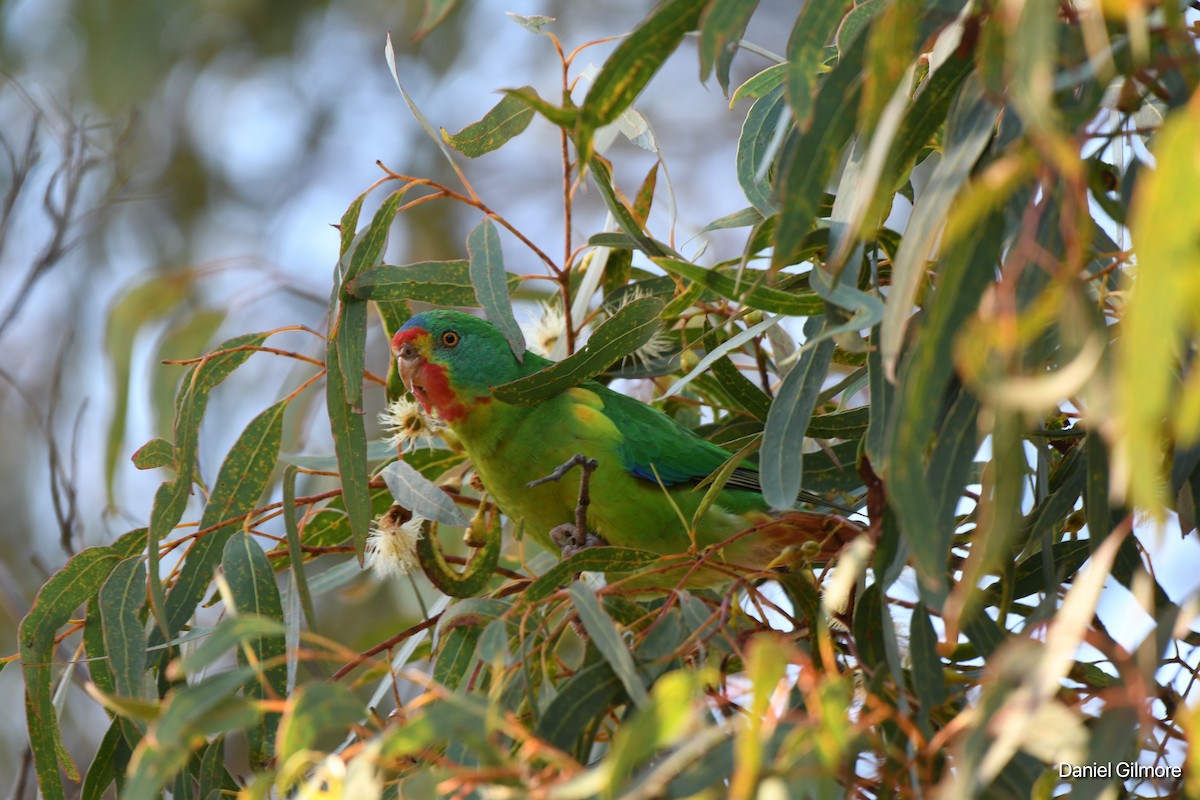 Swift Parrot - Daniel Gilmore