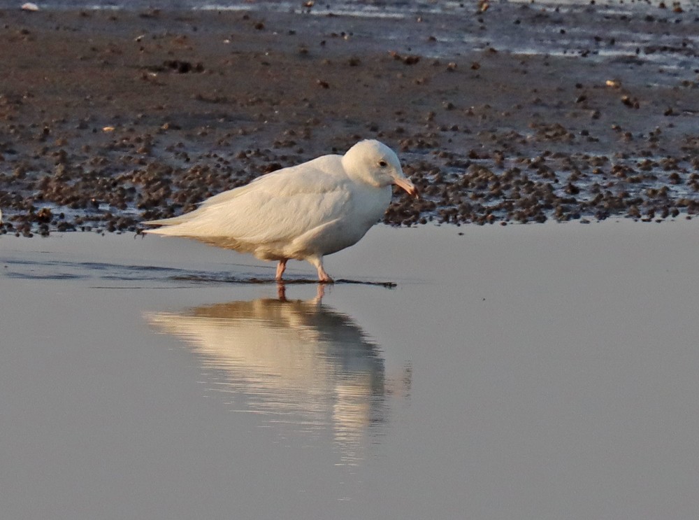 Glaucous Gull - ML340641431