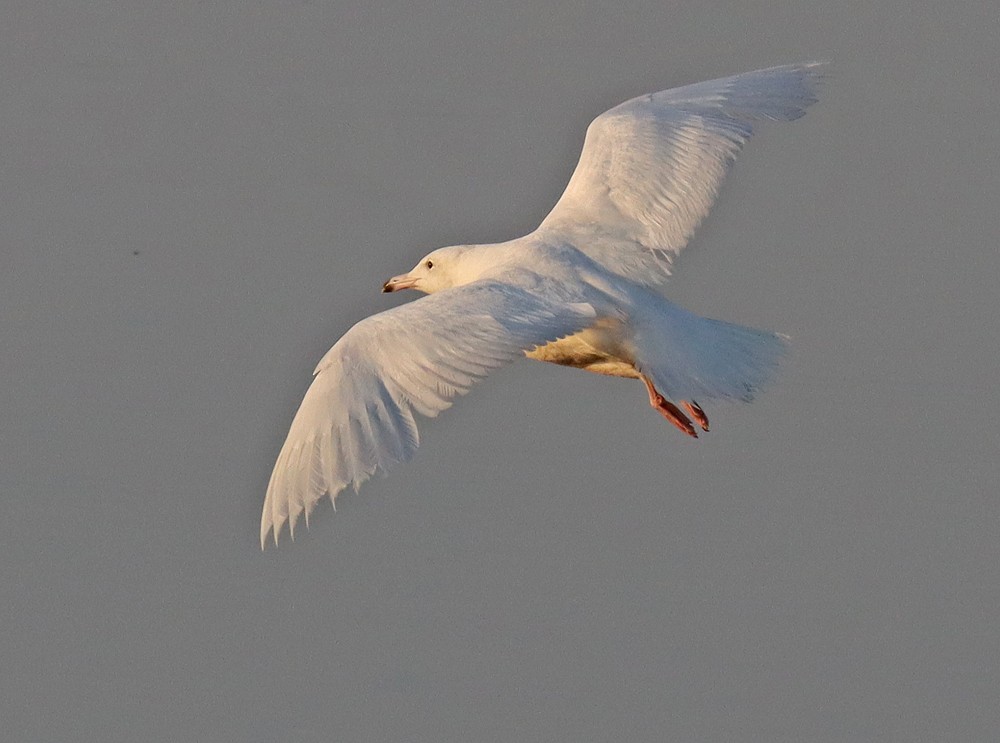 Glaucous Gull - ML340641441