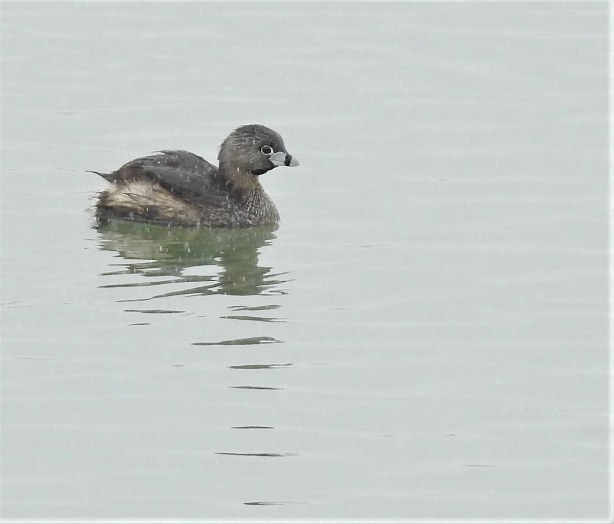 Pied-billed Grebe - Diane Stinson