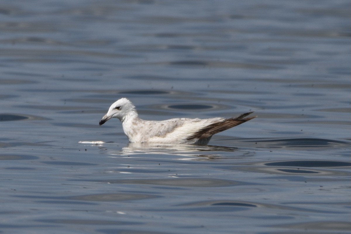 Herring Gull - Matthew Law