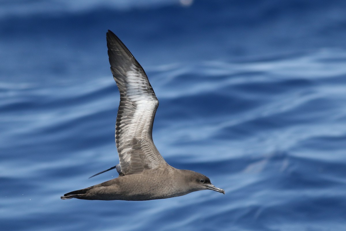 Sooty Shearwater - ML340642561