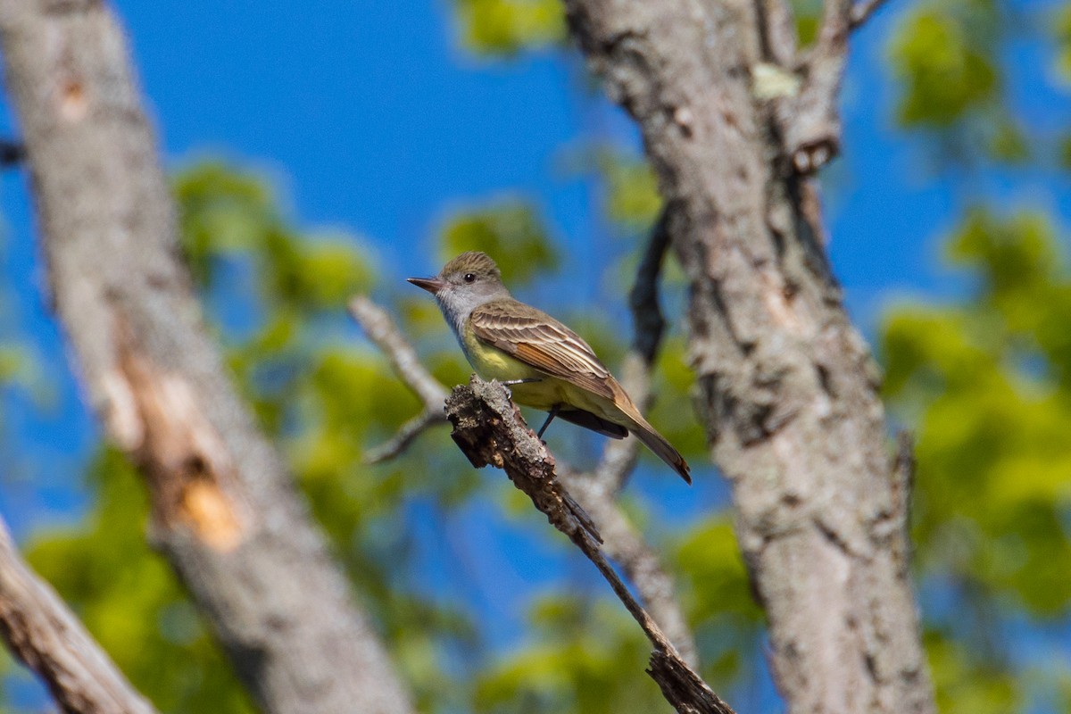 Great Crested Flycatcher - graichen & recer