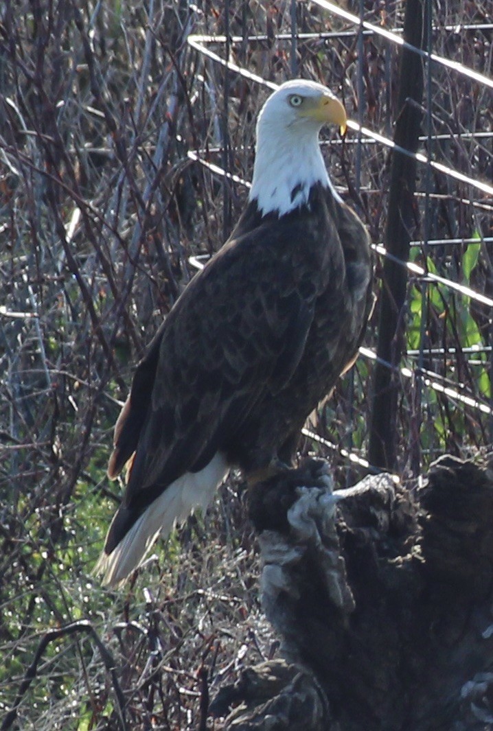 Bald Eagle - ML340643721