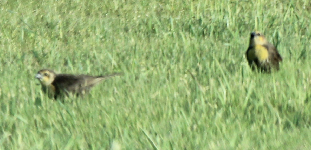 Yellow-headed Blackbird - ML340643931