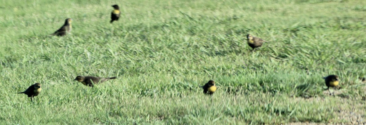 Yellow-headed Blackbird - ML340644001