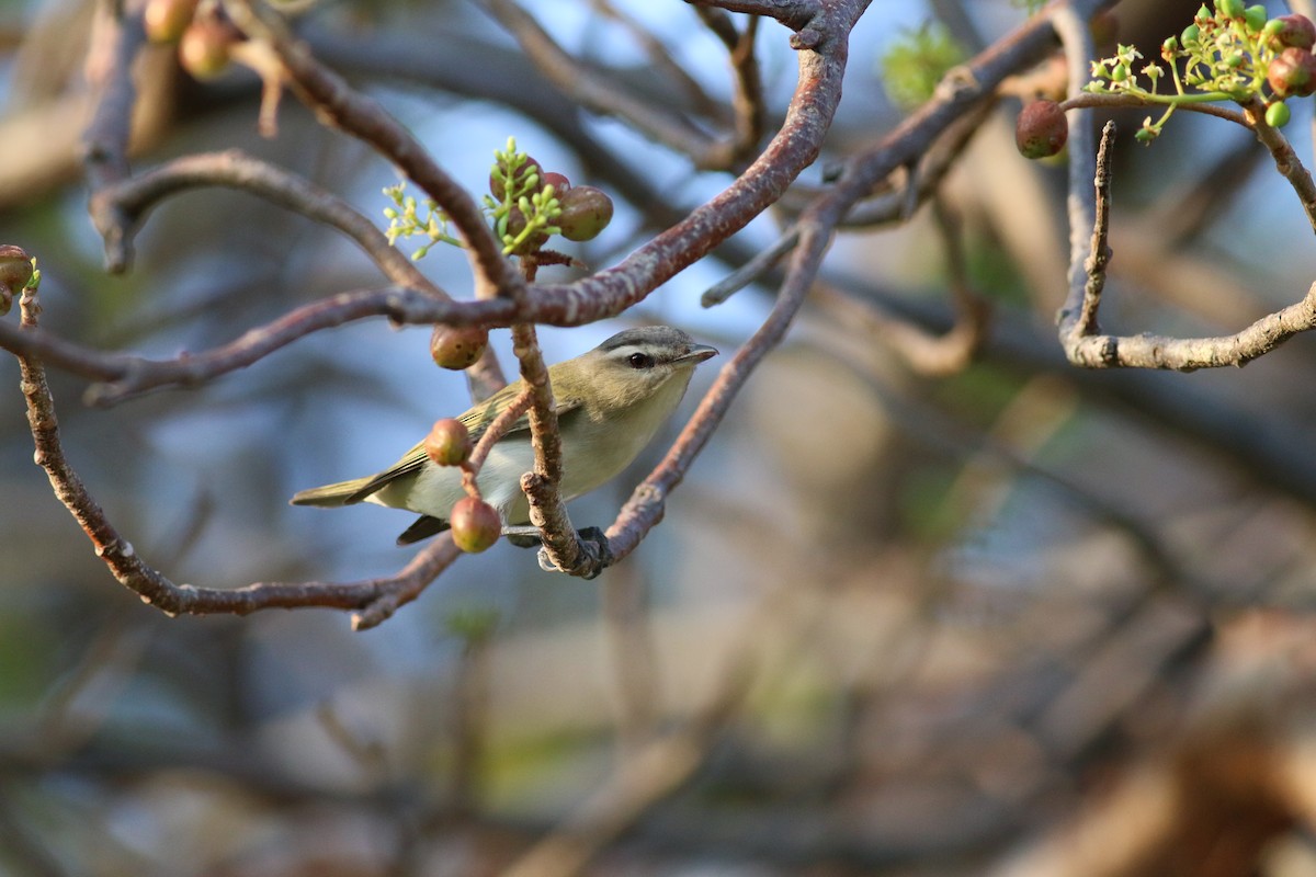 Red-eyed Vireo - ML34064471