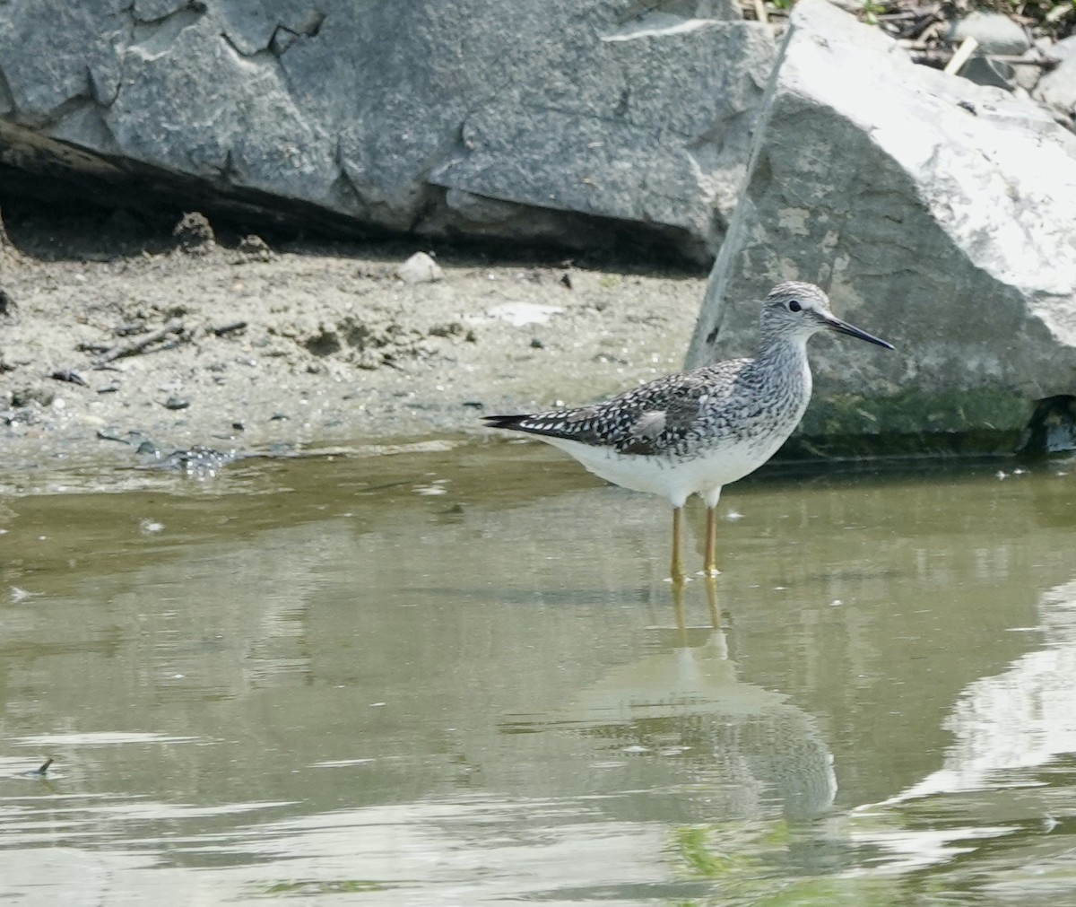 Lesser Yellowlegs - ML340647901