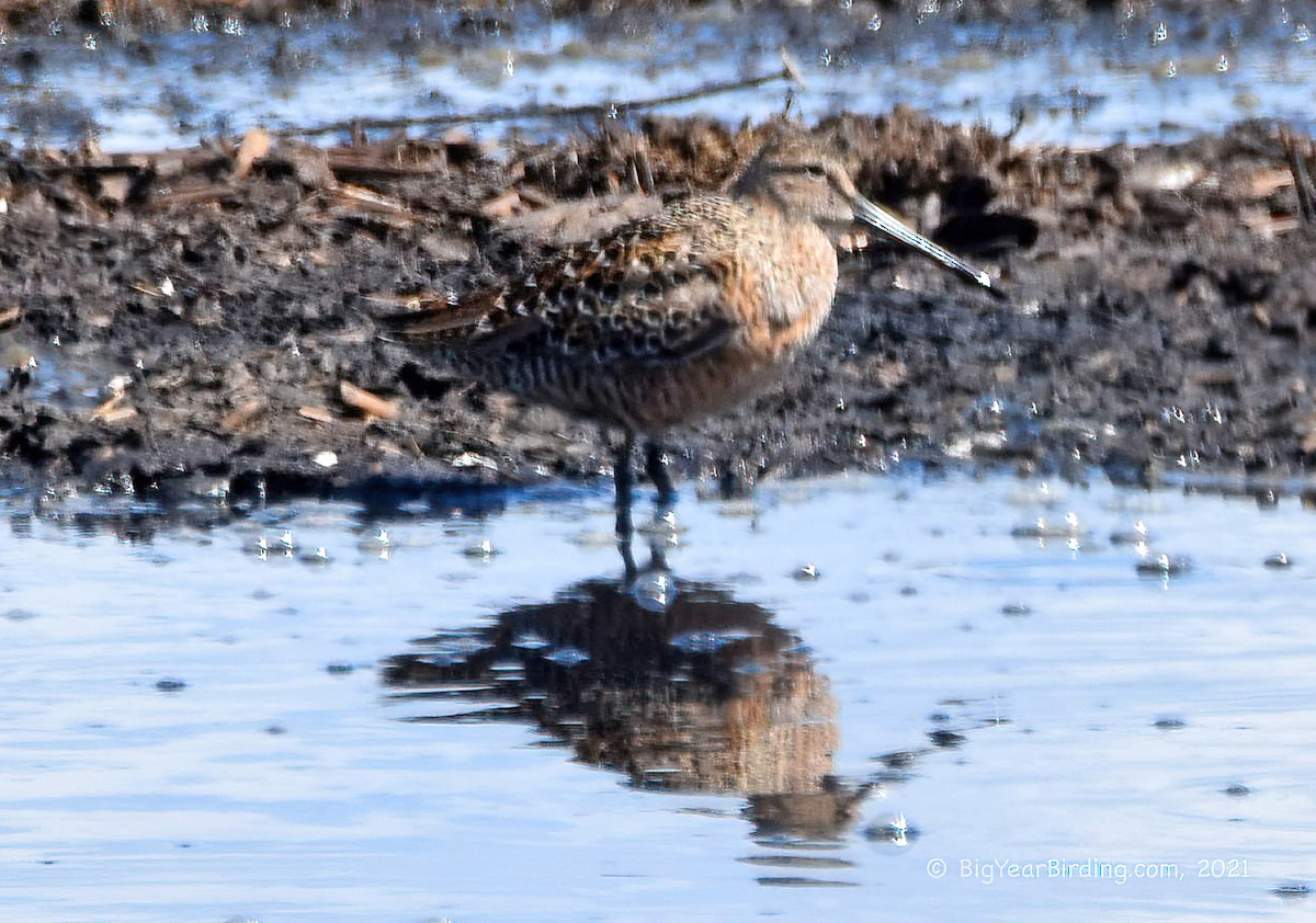 Long-billed Dowitcher - Ethan Whitaker