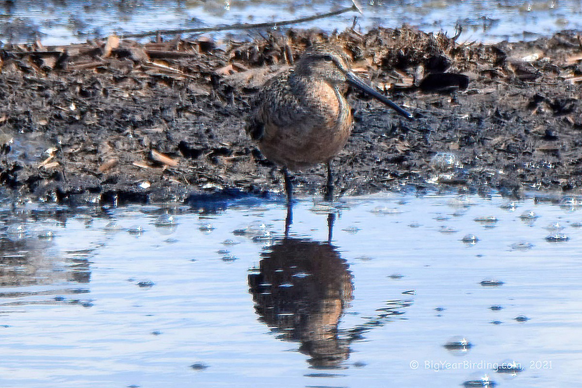 Long-billed Dowitcher - ML340649581