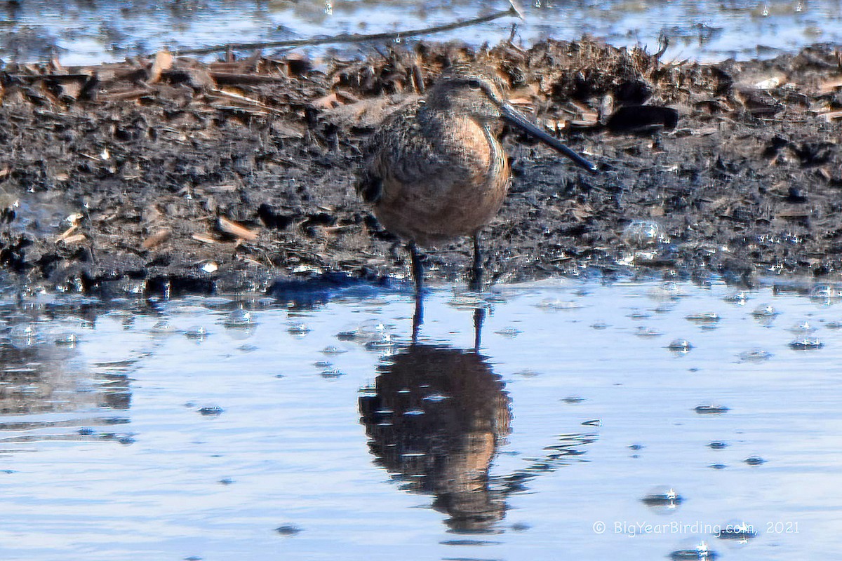 langnebbekkasinsnipe - ML340649581