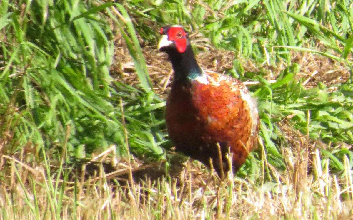 Зэрлэг гургуул - ML34065061