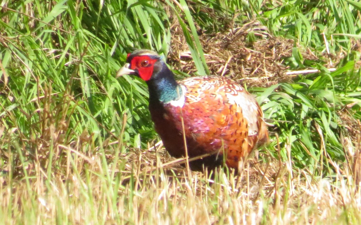 Зэрлэг гургуул - ML34065071