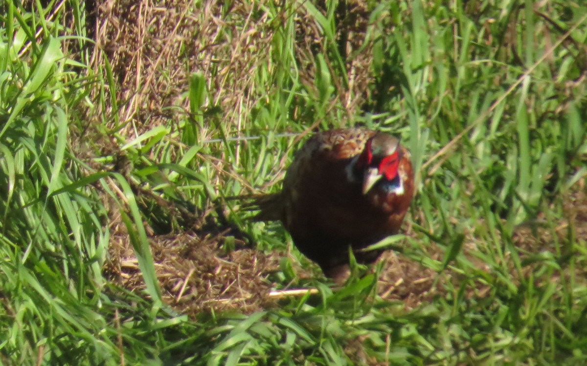 Зэрлэг гургуул - ML34065081