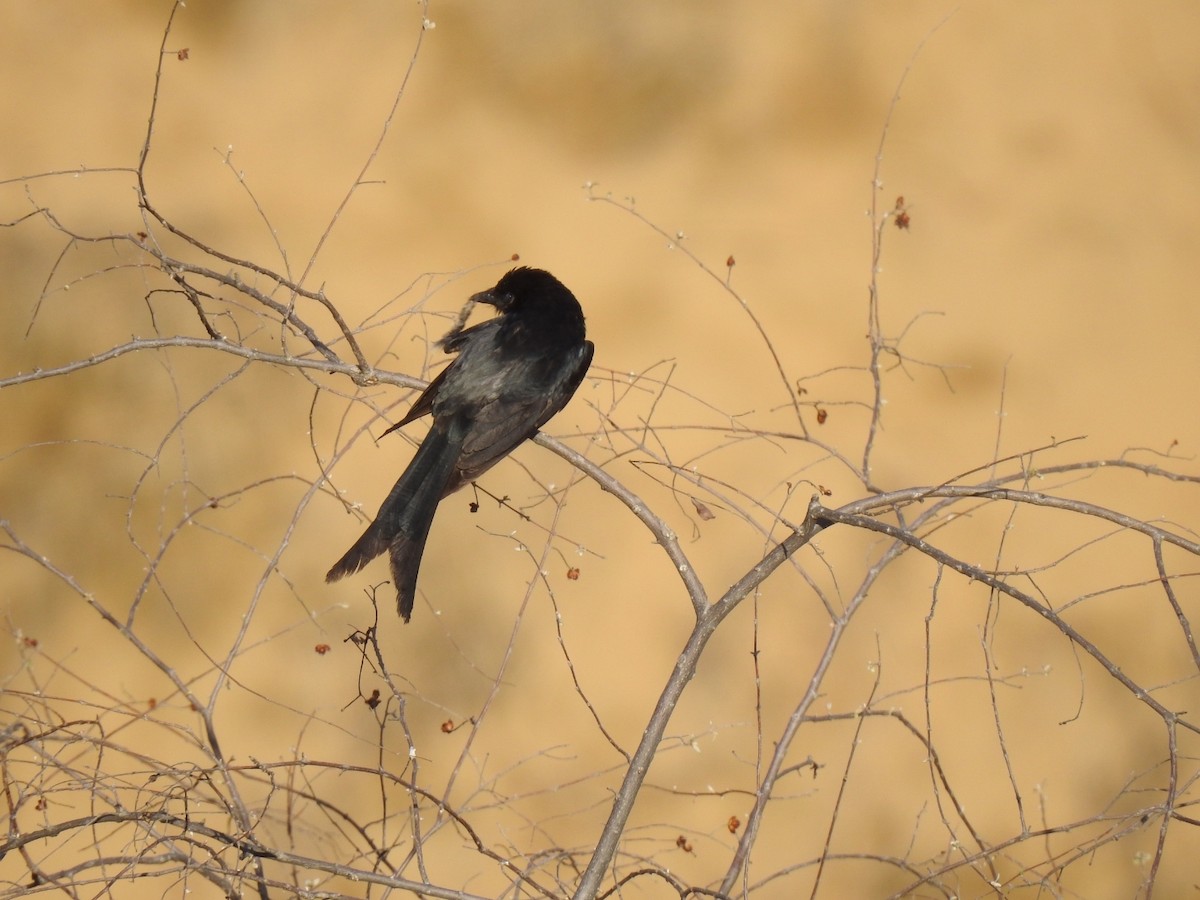 Drongo royal - ML340651731