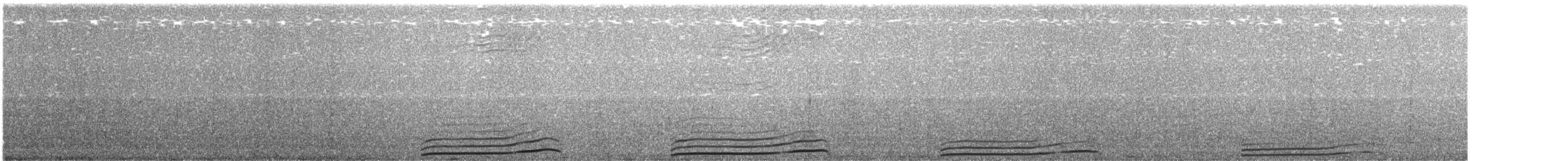Южный ныряющий буревестник - ML340652431