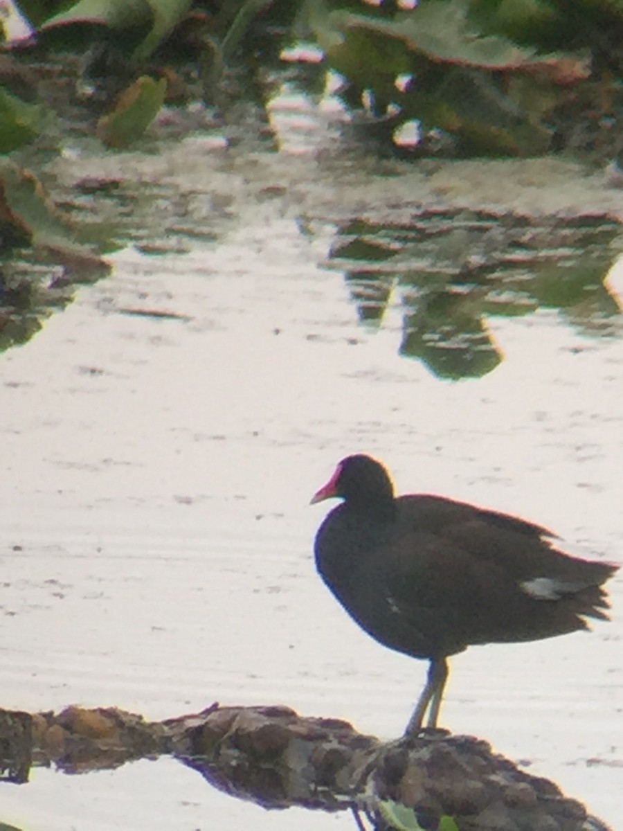 Gallinule d'Amérique - ML340652881