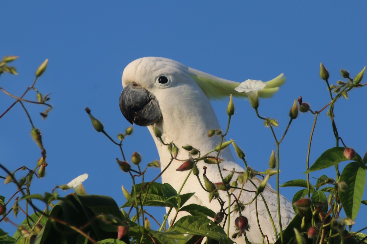 Sulphur-crested Cockatoo - James Lambert