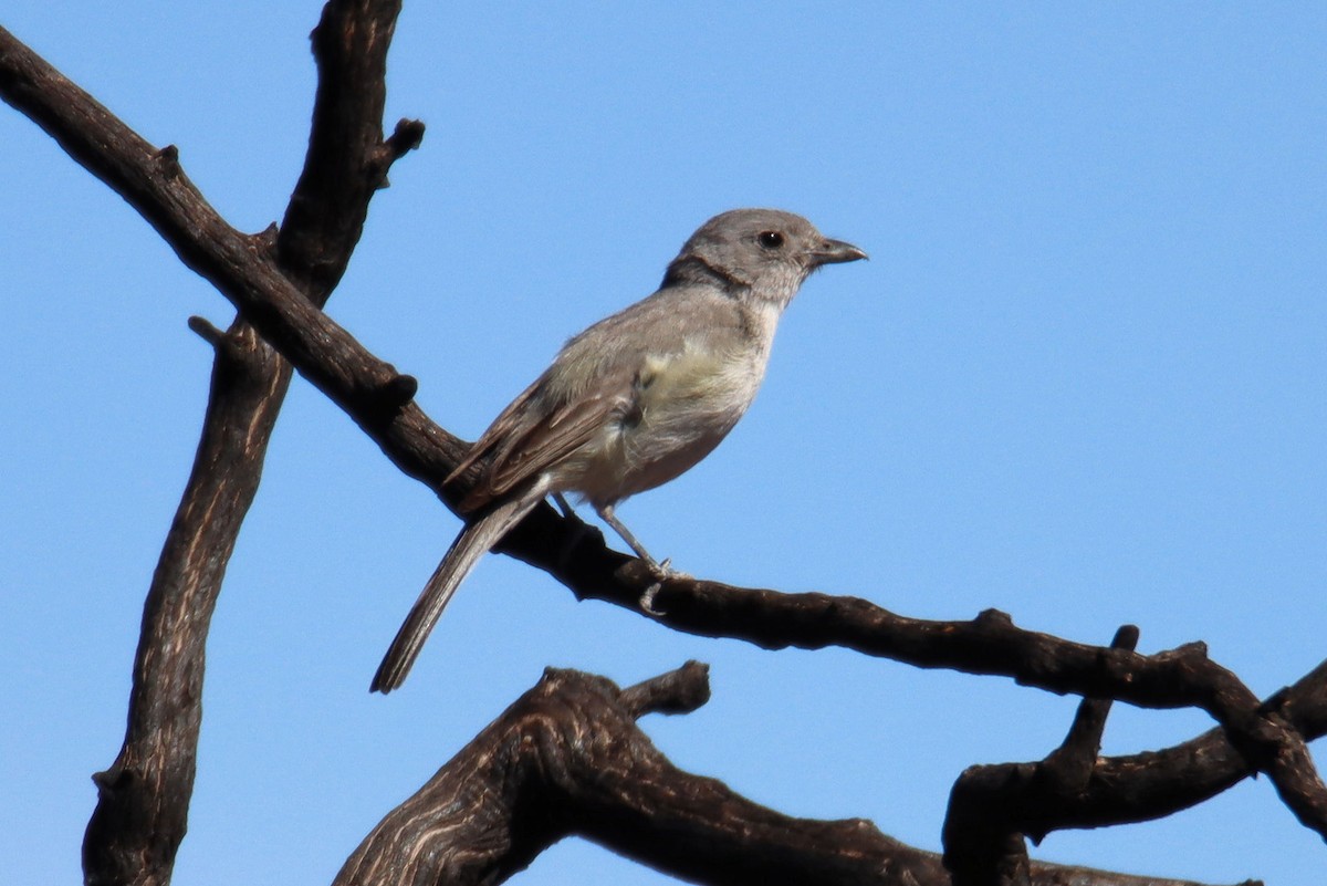 Gray Vireo - ML340655371