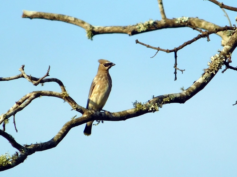 Cedar Waxwing - ML34065611