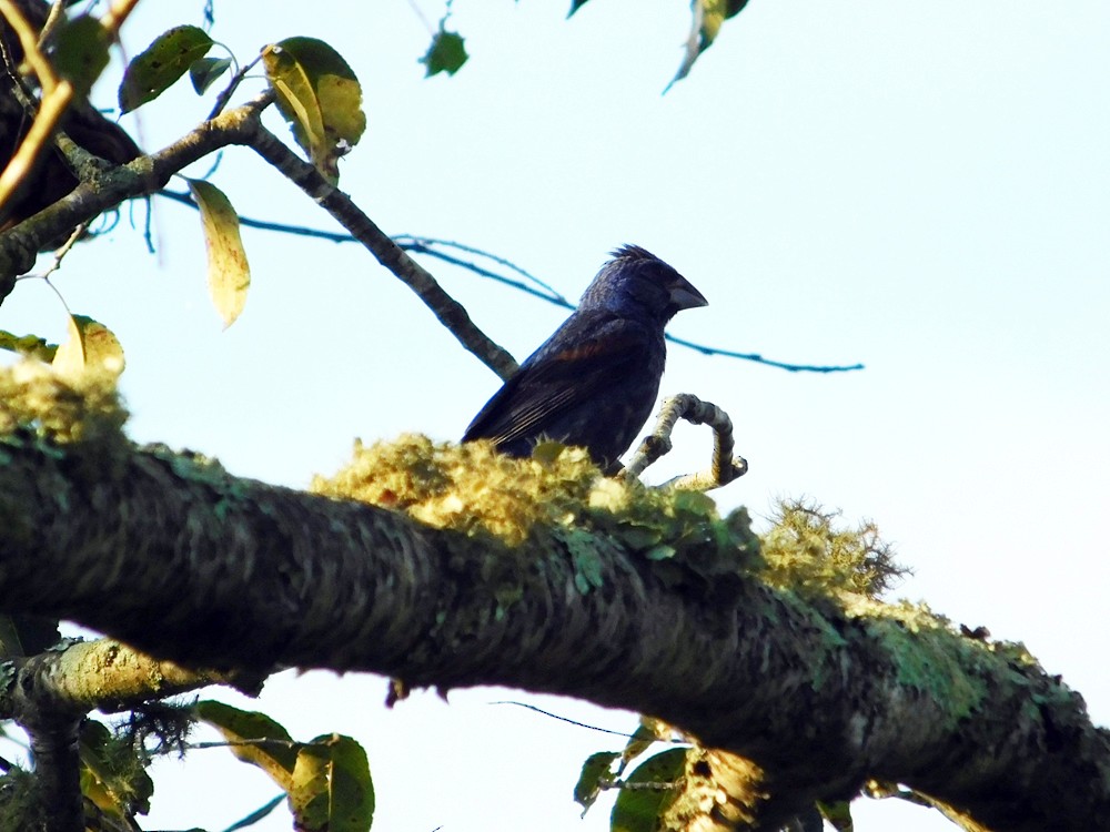 Blue Grosbeak - ML34065641