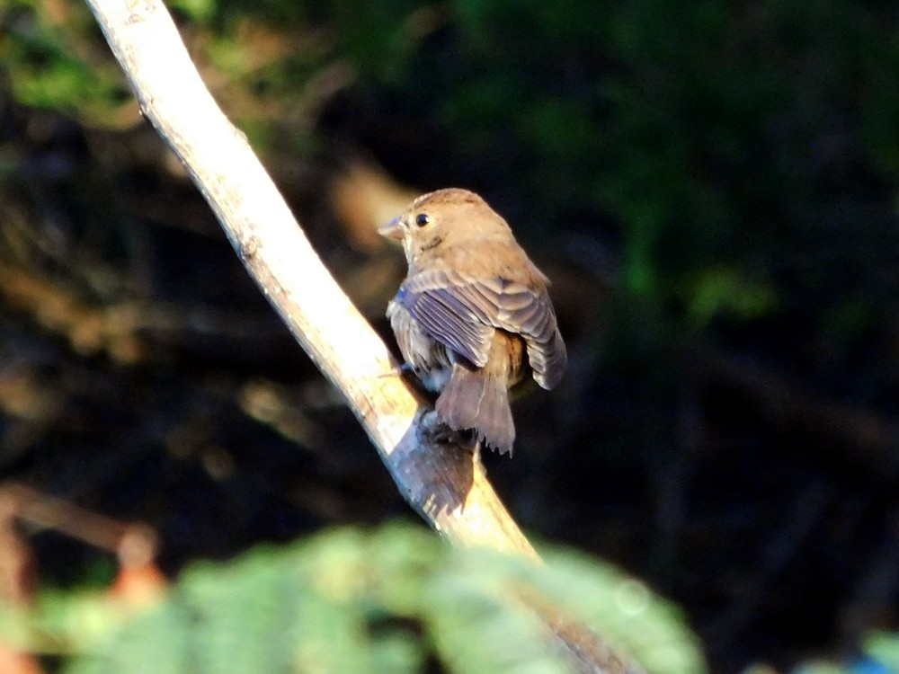 Indigo Bunting - Colin Sumrall