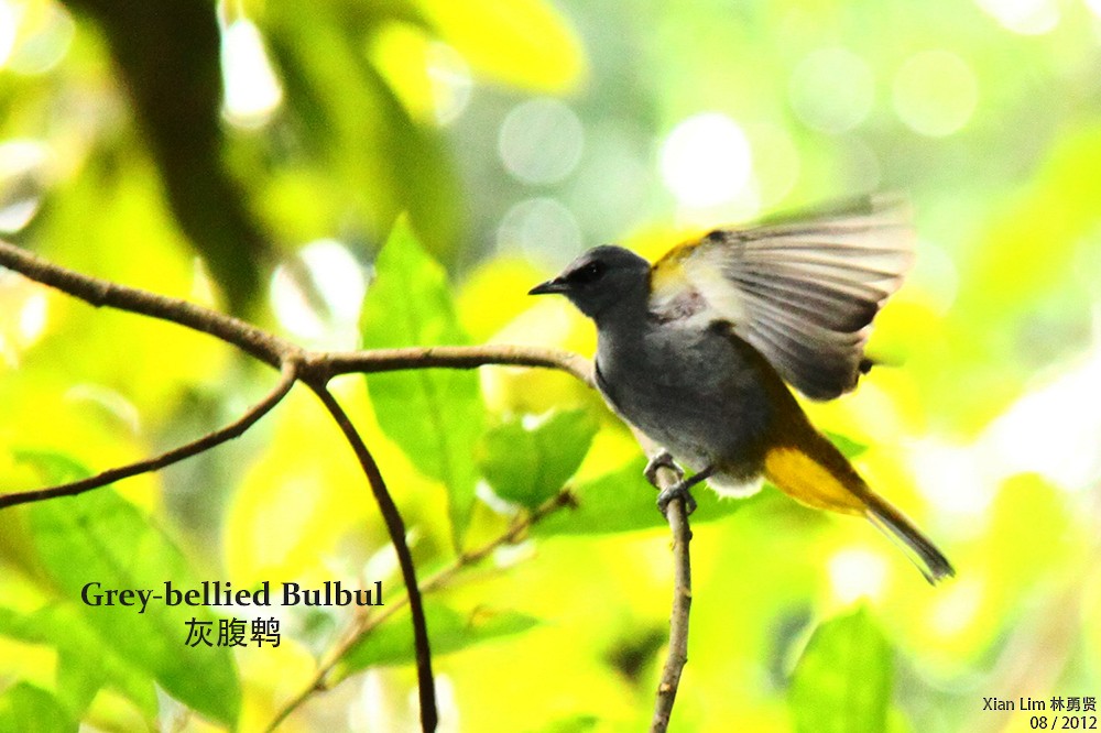 Bulbul Ventrigrís - ML340657231