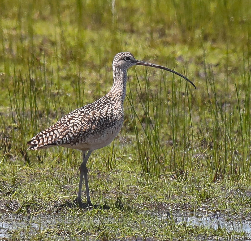 Long-billed Curlew - ML340657341