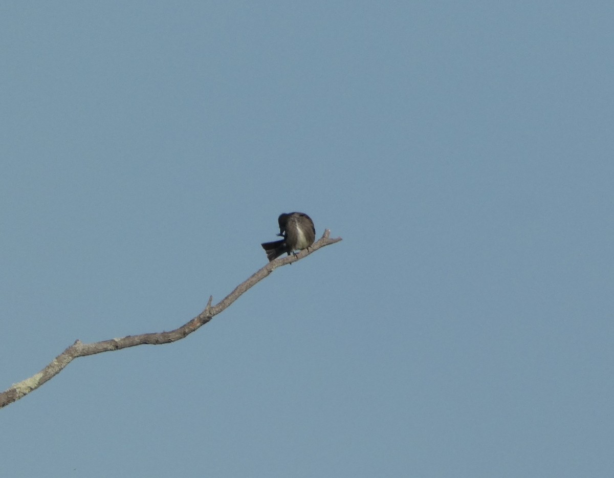 Olive-sided Flycatcher - ML340657511