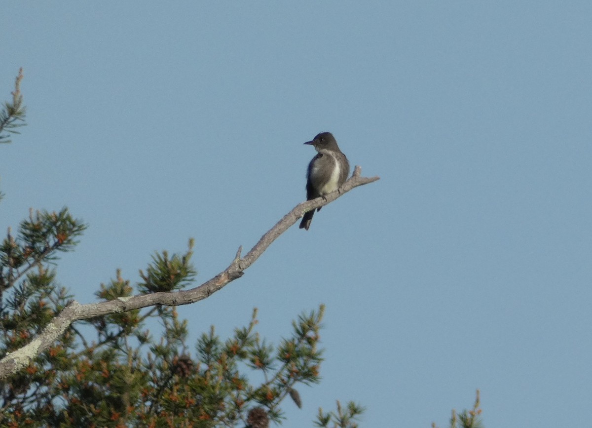 Olive-sided Flycatcher - ML340657921