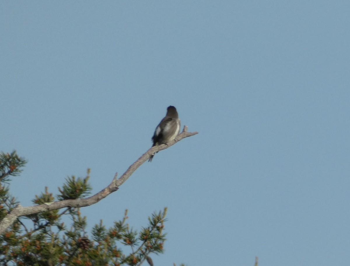 Olive-sided Flycatcher - Peter Osenton