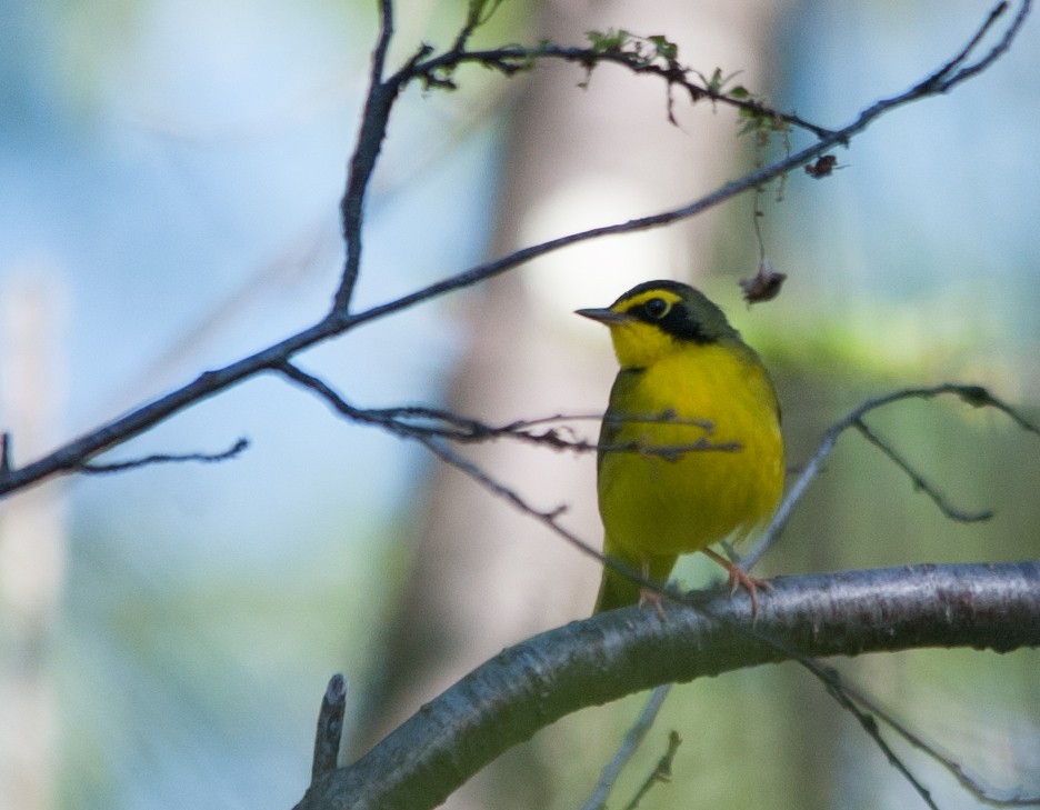 Kentucky Warbler - Justin Lawson