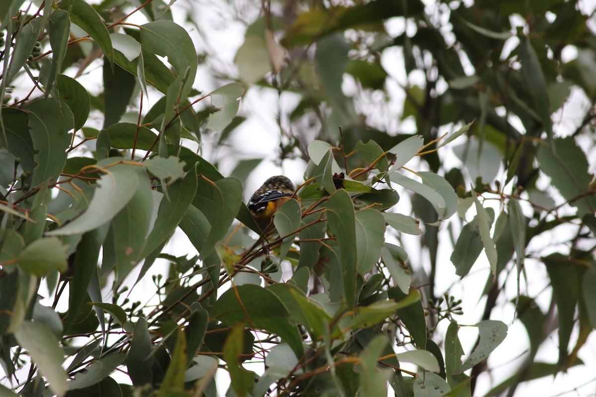 Fleckenpanthervogel - ML340659231