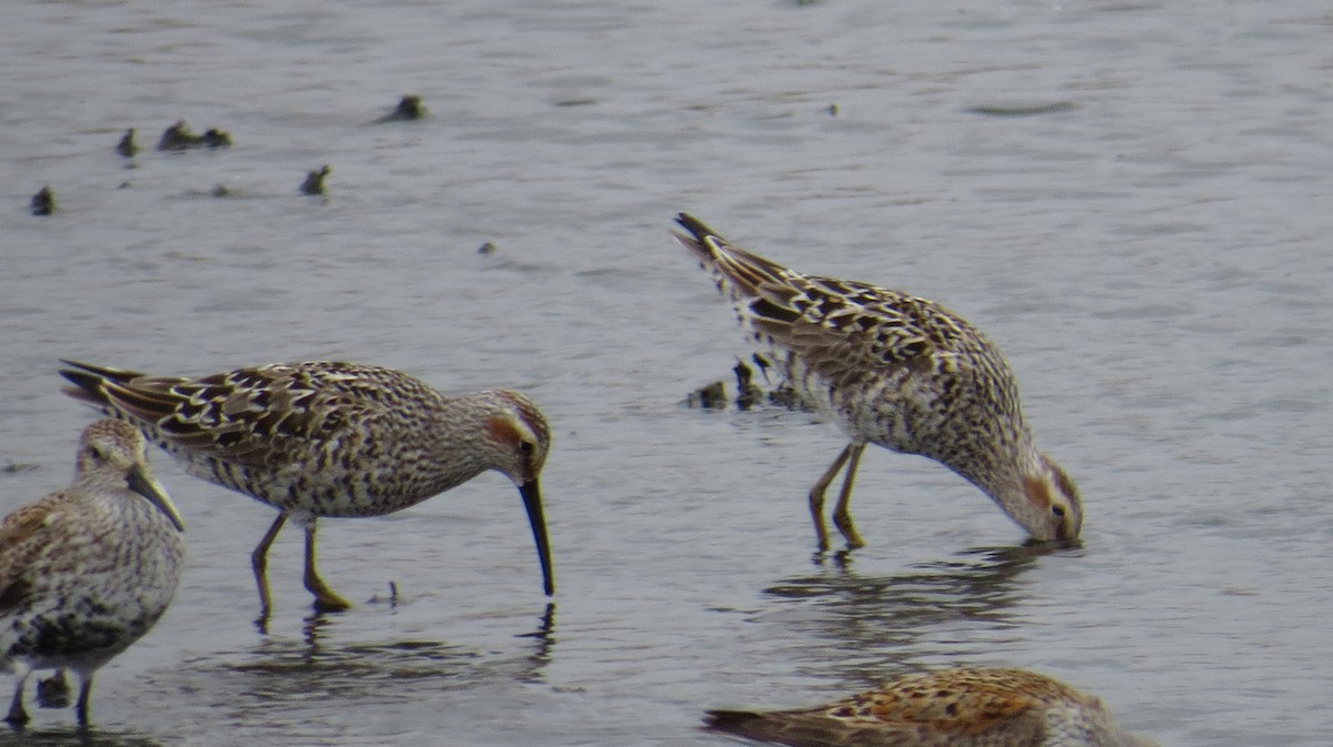 Stilt Sandpiper - ML340660481