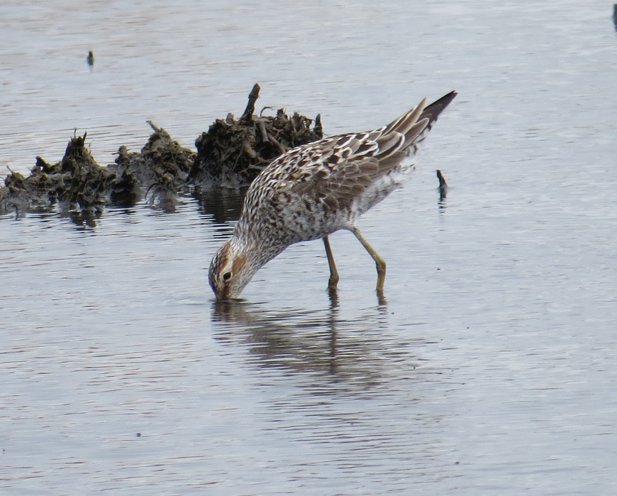 Stilt Sandpiper - ML340660501