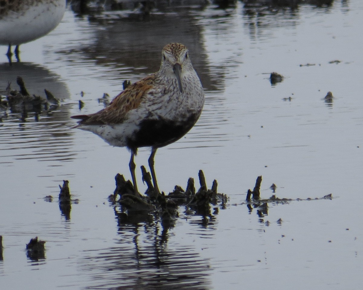 Dunlin - ML340660551