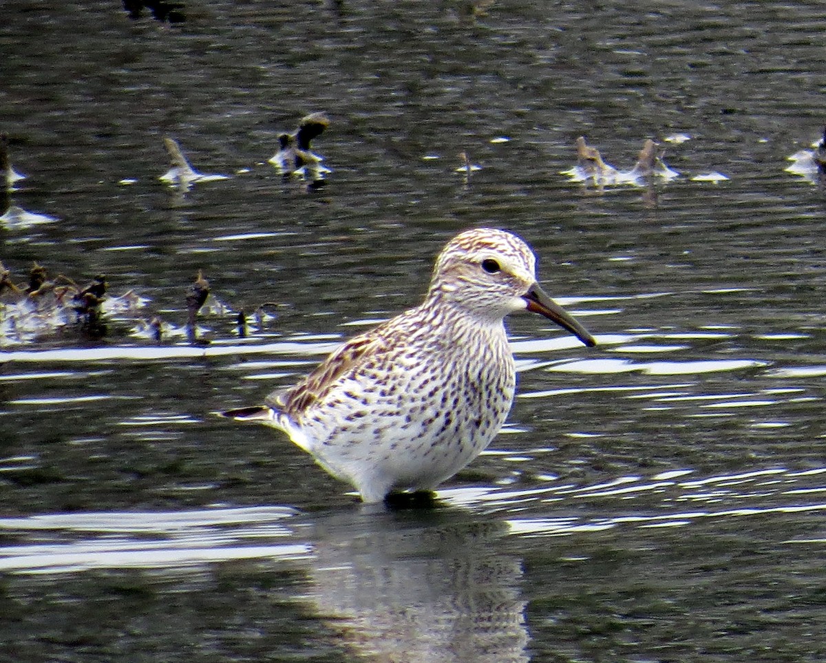 White-rumped Sandpiper - ML340660661