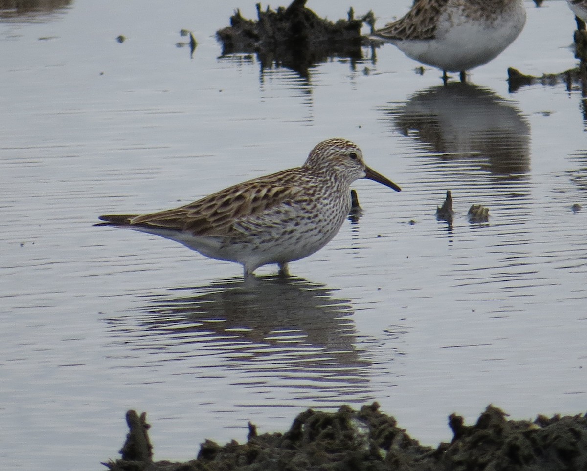 White-rumped Sandpiper - ML340660681