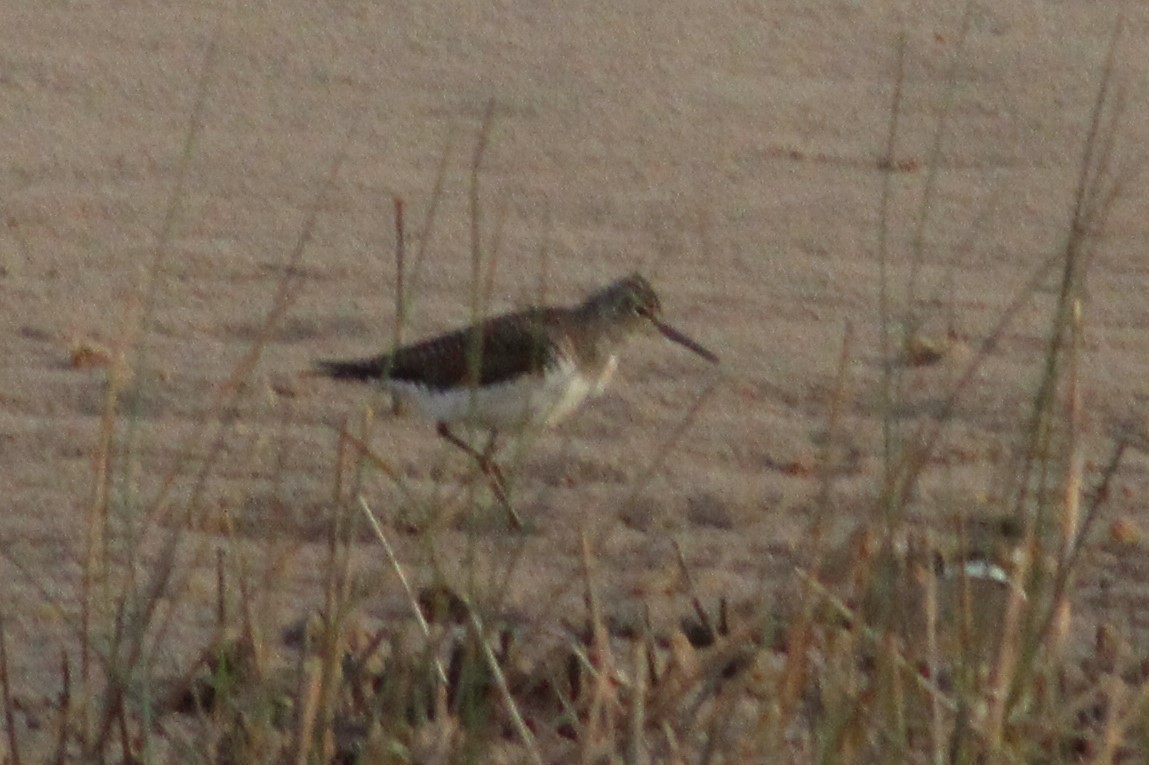 Solitary Sandpiper - ML340661271