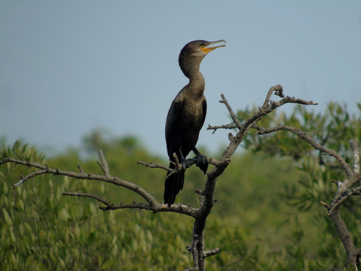 Neotropic Cormorant - ML340662341