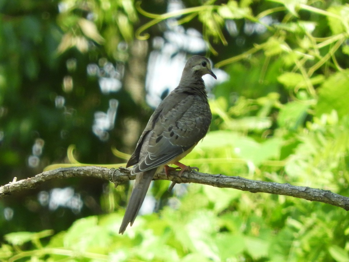 Maryland-DC Breeding Bird Atlas Checklist - 20 May 2021 - Marina area ...