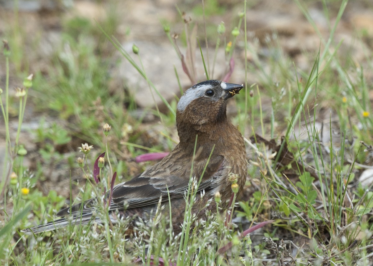 Roselin à tête grise - ML340664201